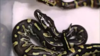 Worlds First 3 Species Python Hybrids. Super AngryBall Pythons!