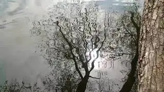 Дельфин - Дверь