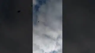 гонка голубей с батей!новомосковск