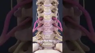 Cervical Nerve Anatomy