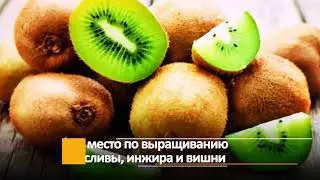 Иран Ислам Республикасынын айыл чарба тармагындагы сыймыктары