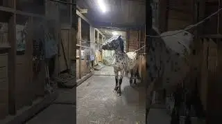 вот такой алтаец из табуна, победитель иппосферы