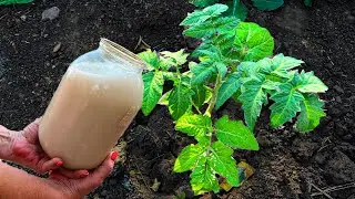 Tomatoes Will Grow in a Moment 1 Urgent Fertilizing in June. Don't miss it and get a rich harvest.