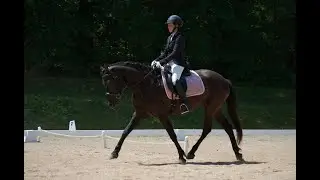 Improving The Trot Transition  - Using circles and turn on the forehand for better transitions.