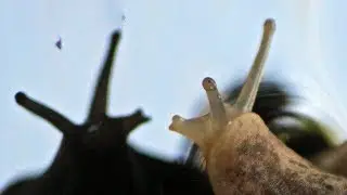 Beautiful Slug Shots FYV