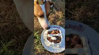 Джек Рассел терьер. Первая годовщина, и как это было #лето #спорт #отдых