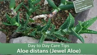 Aloe distans (Jewel Aloe): Day to Day Care Tips