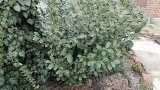 Why I grow cherry laurel