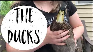 THE DUCKS! - Taking Care of Ducks - Protecting Ducks from Predators - I LOVE DUCKS ❤️🦆