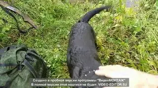 Охота с лабрадором-ретривером.