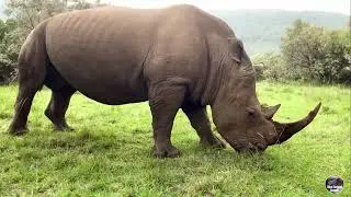 Wildlife in the Amazon Jungle   MAGNIFICENT WORLD OF ANIMAL  4K HDR  Amazing cinematic music