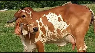 Gir Cow Seller Patan Kishangarh Ajmer Rajsthan (9928787671)