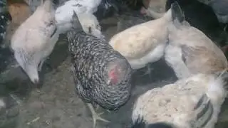 TOYUQLAR // XORUZLAR // FIRENG TOYUQLARI 2020