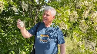 БЕЛАЯ АКАЦИЯ