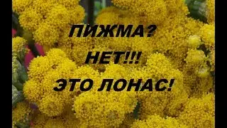 ЛОНАС! Интересный цветок для любителей сухоцветов!