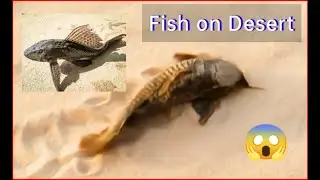 Armored Catfish on Desert 🏝️ land 😱 #catfish #fishes #seaanimals