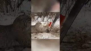 This bobcat finally learns to trust humans ❤️ 