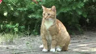 Мистер Макс и Катя в ШОКЕ Кошка Мурка опять беременная / Mister Max & Miss Katy