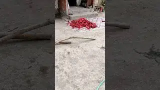 Salçalık 🌶️ Biber