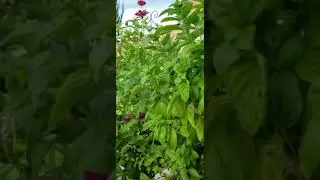 Save the bees!