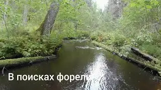 Рыбалка на дикой реке. В карельских дебрях. Приключения с мелкими. #подпишись #природа #followme