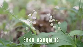Звон ландыша