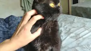 Космос золотые глаза. Британец вислоухий