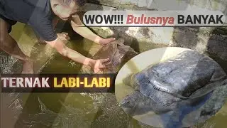 Ternak LABI-LABI | Panen Bulus / Labi Labi