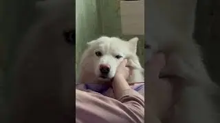 Куда-то  делось второе ухо
