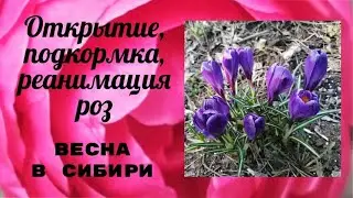Roses in Siberia. Removing covers, first feeding, and resuscitation. May 1, 2023.