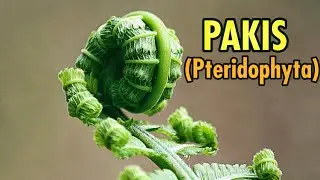 Pakis||Tumbuhan Paku||Pteridophyta||Memiliki sejuta manfaat #pakis #tumbuhan @MataJoeOfficial