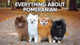 Things to Know Before Getting a Pomeranian