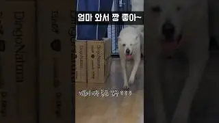 진밀이가 가장 행복한 순간 (가족 만난 순간) / 진돗개 진주, 밀크 #강아지 #jindodog #백구 #jindo #강아지일상 #진돗개