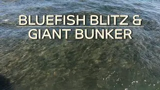 Bluefish Blitz & Giant Bunker Pods! - Block/Long Island Sound