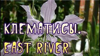 Клематисы. East River (Ист Ривер)