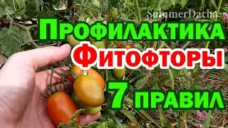 7 ПРАВИЛ профилактики ФИТОФТОРЫ — Мой Опыт / PRO опыт