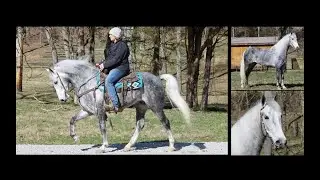 Grey Dappled Tennessee Walking Horse Gaited Trail Gelding