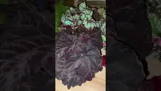 Begonias Dimetris 