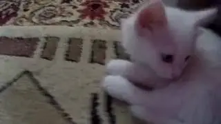 Милые котята!