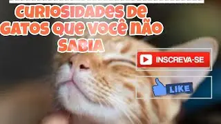 Curiosidades de gatos que você não Sabia.