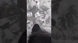 Мои любимые питомцы🐱🐦❤❤❤