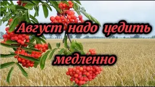 АВГУСТ НАДО ЦЕДИТЬ МЕДЛЕННО