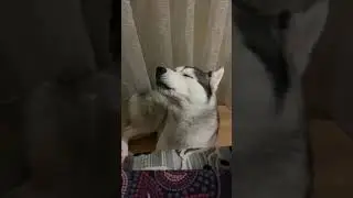 Хаски воет