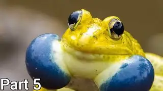 The ENTIRE Indian bull frog lore & appearances Part 5 Urban Rescue Ranch