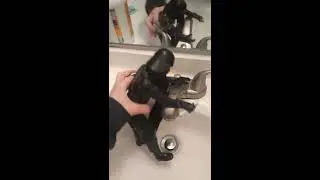DVAD: Don Vader's Dog!
