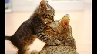 Baby & Mommy Cats - Cute & Funny Cat Videos Compilation