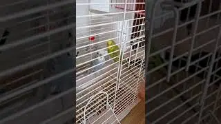 Я и попугай Жемчужинка разговариваем
