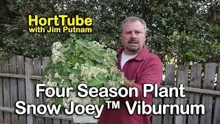 Awesome Four Season Snow Joey™ Viburnum