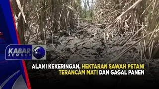 ALAMI KEKERINGAN, HEKTARAN  SAWAH TERANCAM MATI DAN GAGAL PANEN | KABAR JEMBER