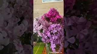 Флоксы в букете